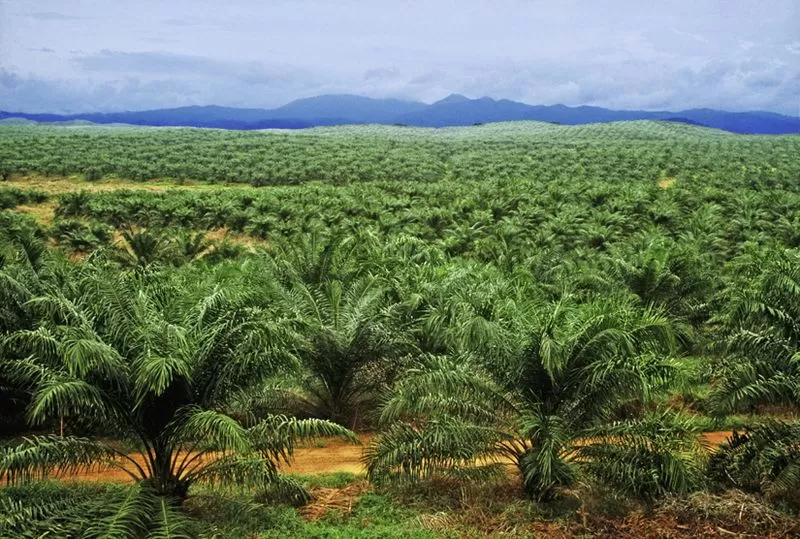 plantation